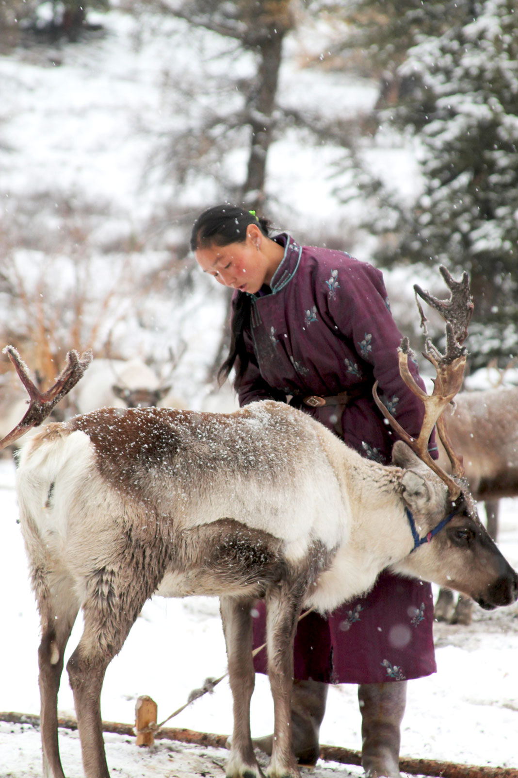 Dukha Reindeer